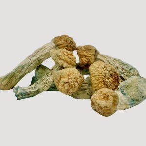 Yeti Magic Mushrooms