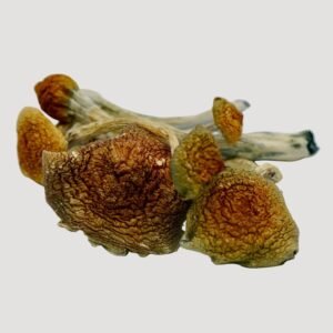 Ecuadorian Magic Mushrooms