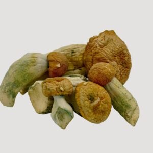 Penis Envy EXTREME Magic Mushrooms