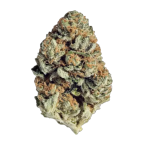 Gruntz | Hybrid