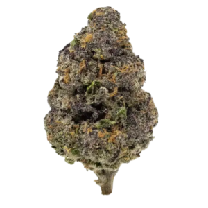 Mulberry Rose | Hybrid