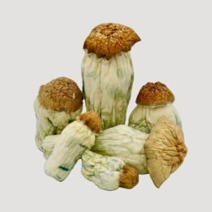 Squat Mak Magic Mushrooms